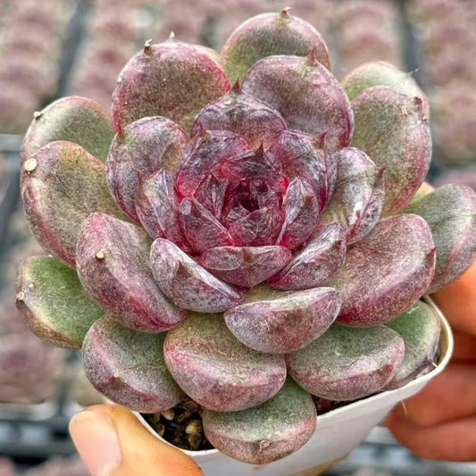 QNY196 Echeveria Supreme Treasure(7cm pot size)