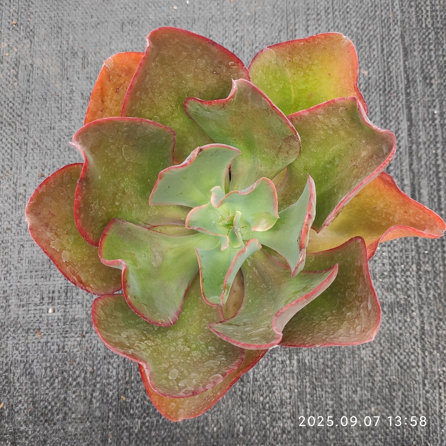 20808 Echeveria Wedding Dress (16cm pot size)