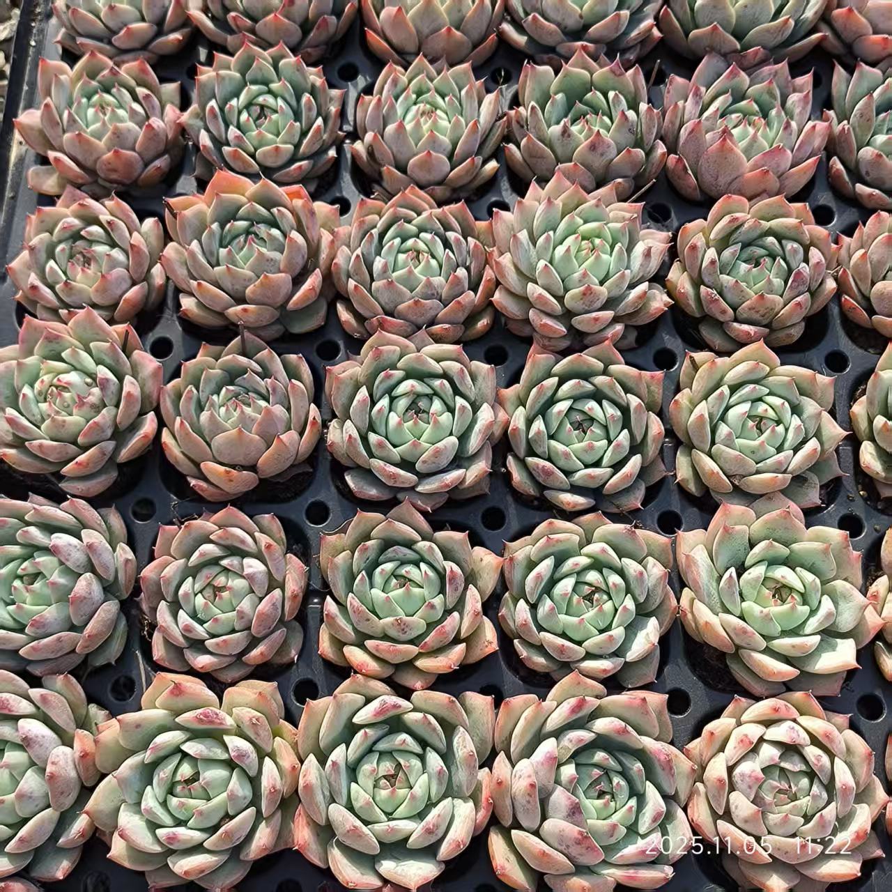22034 Echeveria Tippy (4cm pot size)