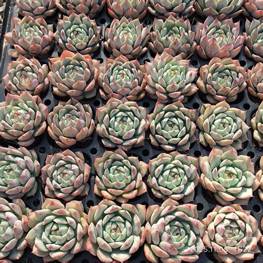 22034 Echeveria Tippy (4cm pot size)