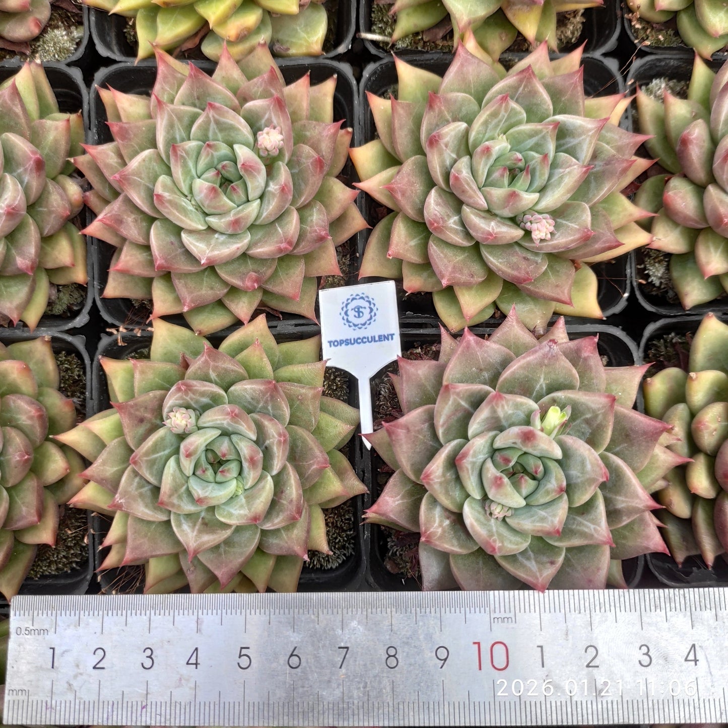 18587 Echeveria Snow Mountain Jenny (7cm pot size)
