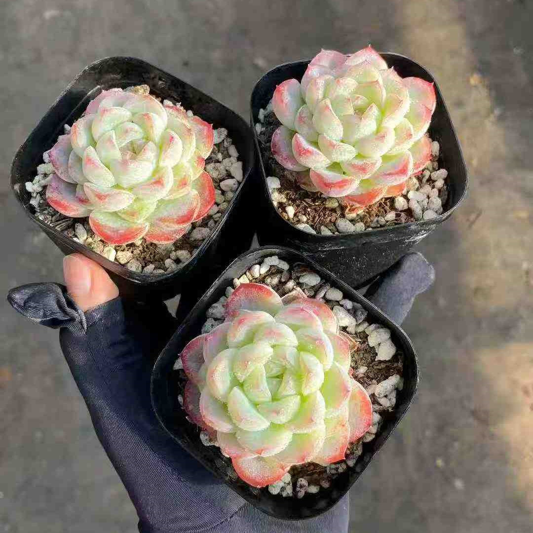 18809 Echeveria Plain Ice (6.3cm pot size)