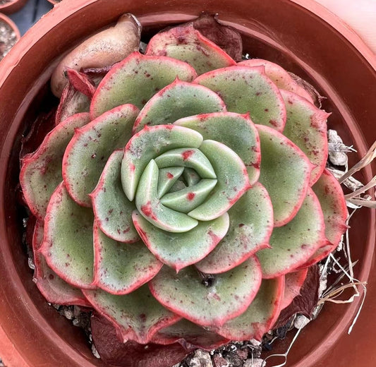 BL1128 Echeveria Fanta