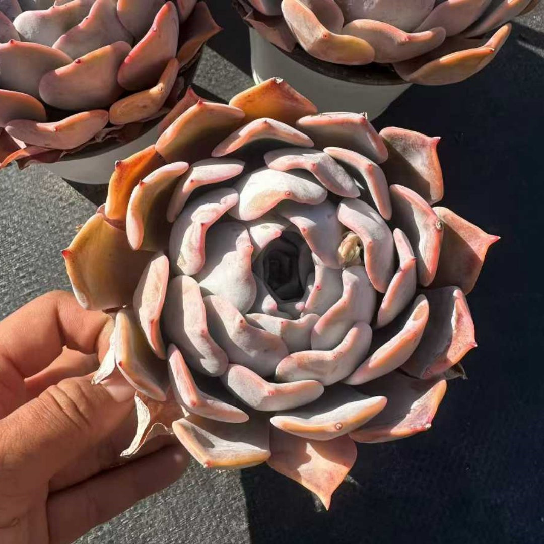 25709 Echeveria Lucina (12cm pot size)