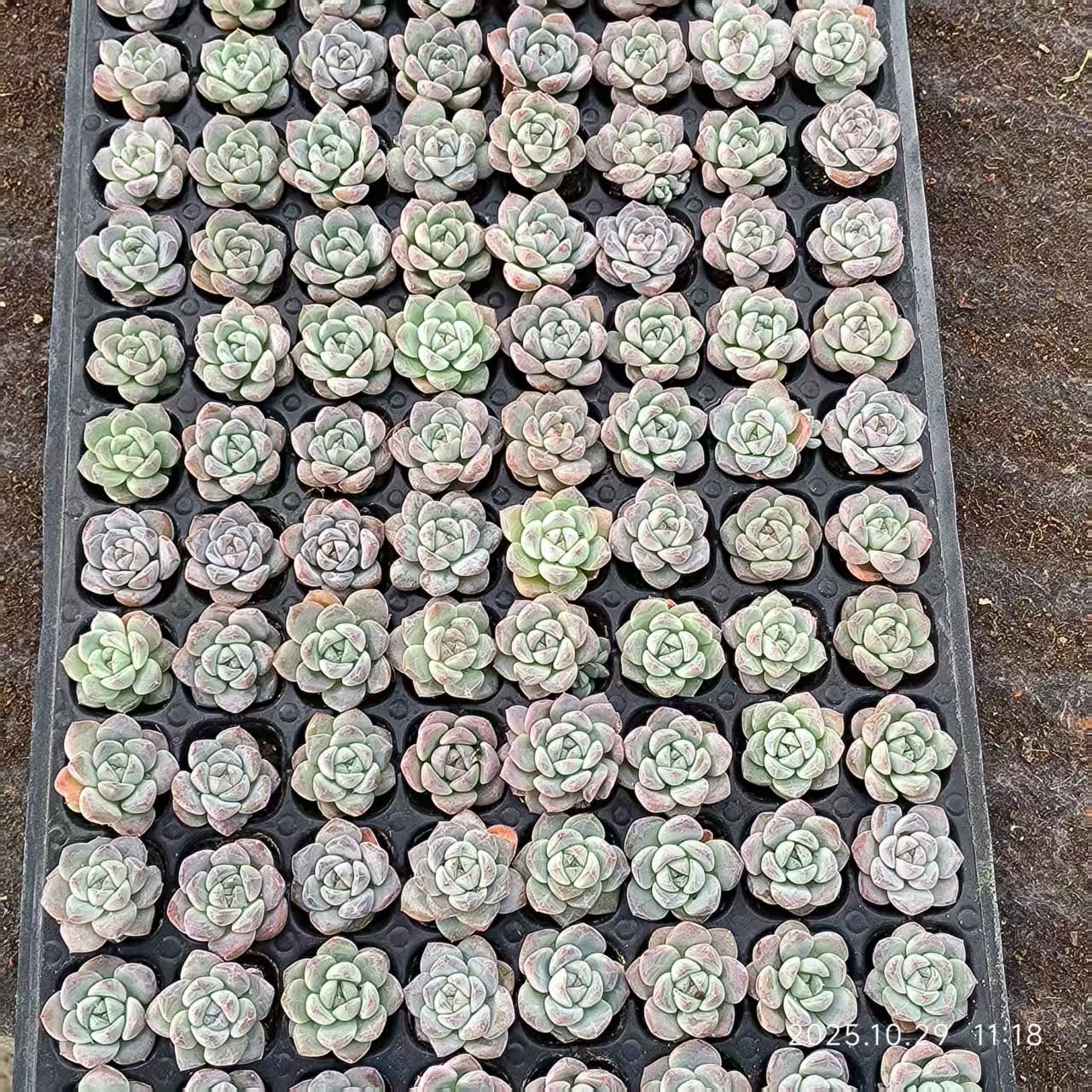 21704 Echeveria Glaze Afterglow (3cm pot size)