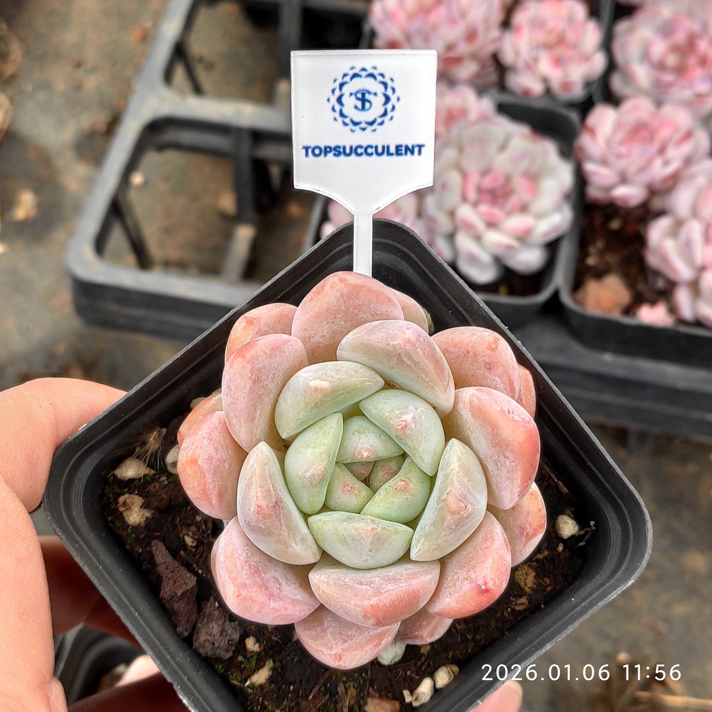 20775 Echeveria Thick Monroe (7cm pot size)