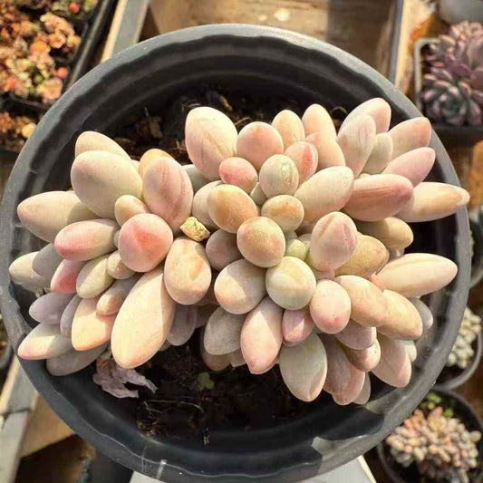 24578 Echeveria Orange Snow Ball Cristata (12cm pot size)