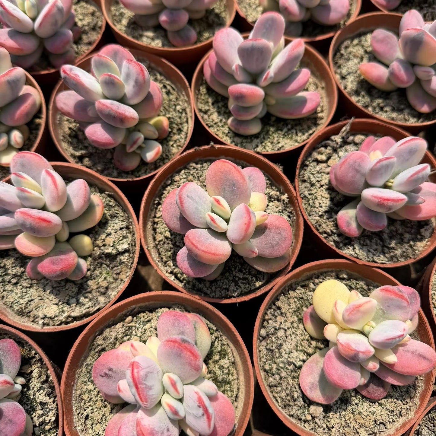 24947 Echeveria Orbiculata Variegated (9cm pot size)