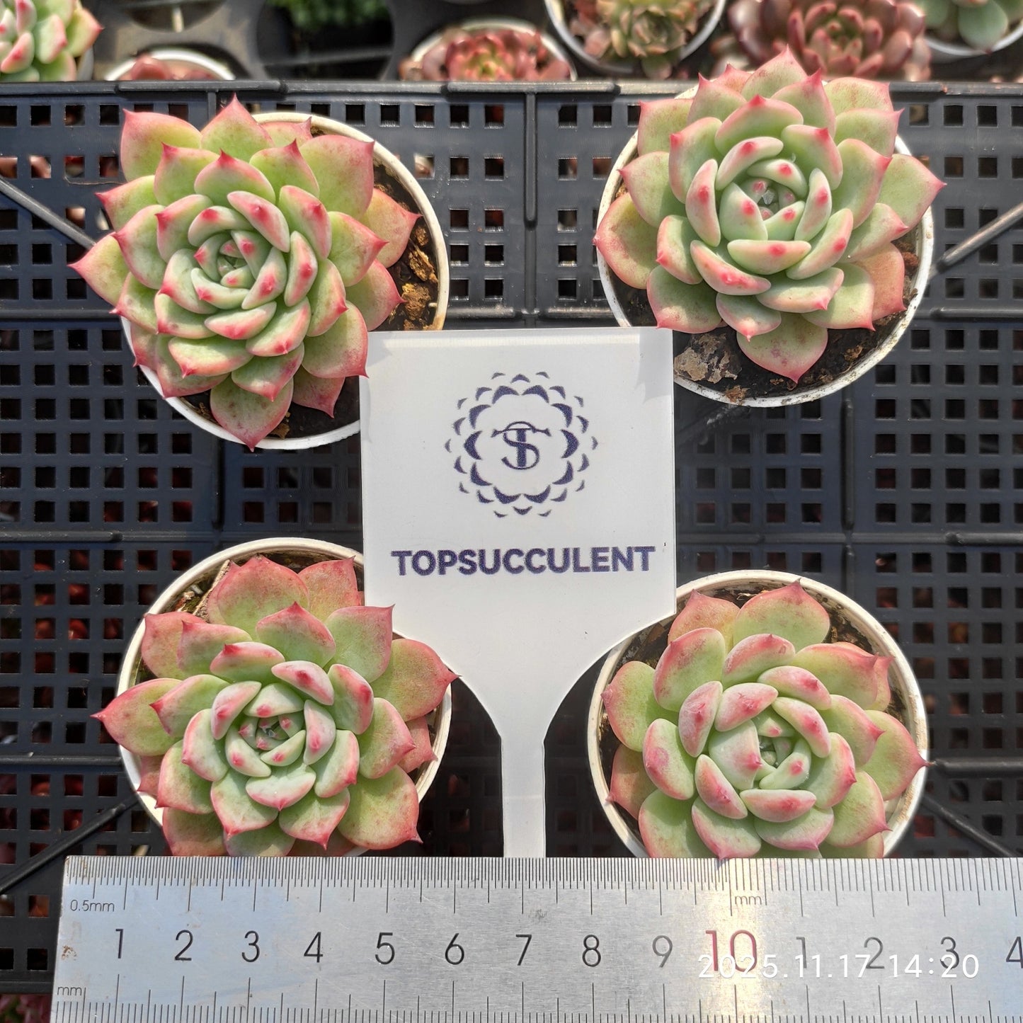 14134 Echeveria AK Maria (5.5cm pot size)