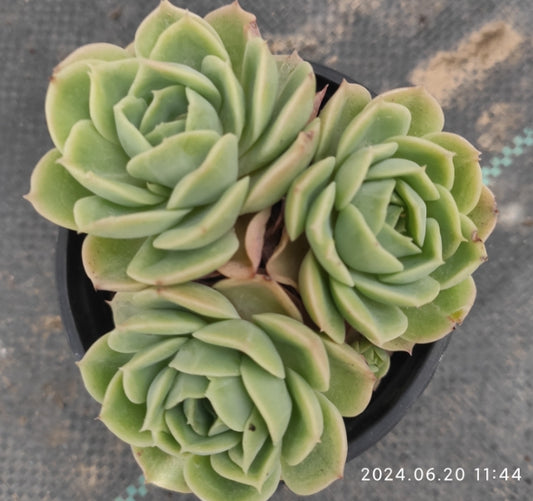 QN501-POT Echeveria Melon