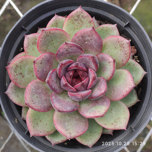 22213 Echeveria Black Queen (9cm pot size)