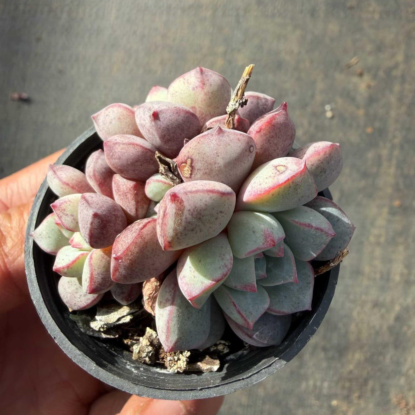 1759 Echeveria Subcorymbosa Lau 030 (5.5cm pot size)
