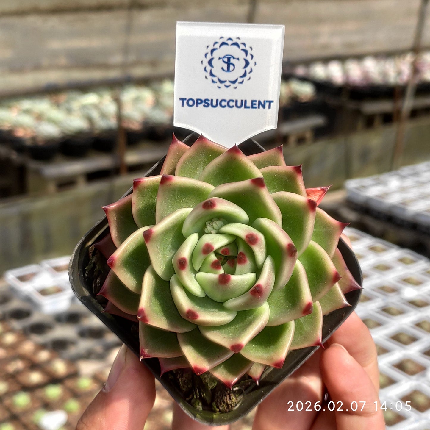 22857 Echeveria Blue Dragon (7cm pot size)