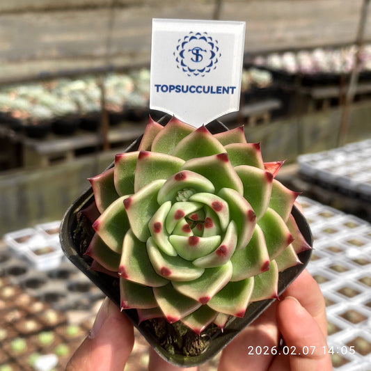 22857 Echeveria Blue Dragon (7cm pot size)
