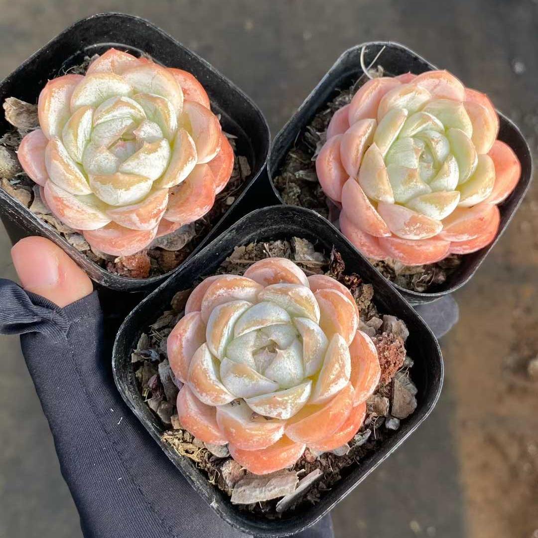 25597 Echeveria Macchiato (6.3cm pot size)