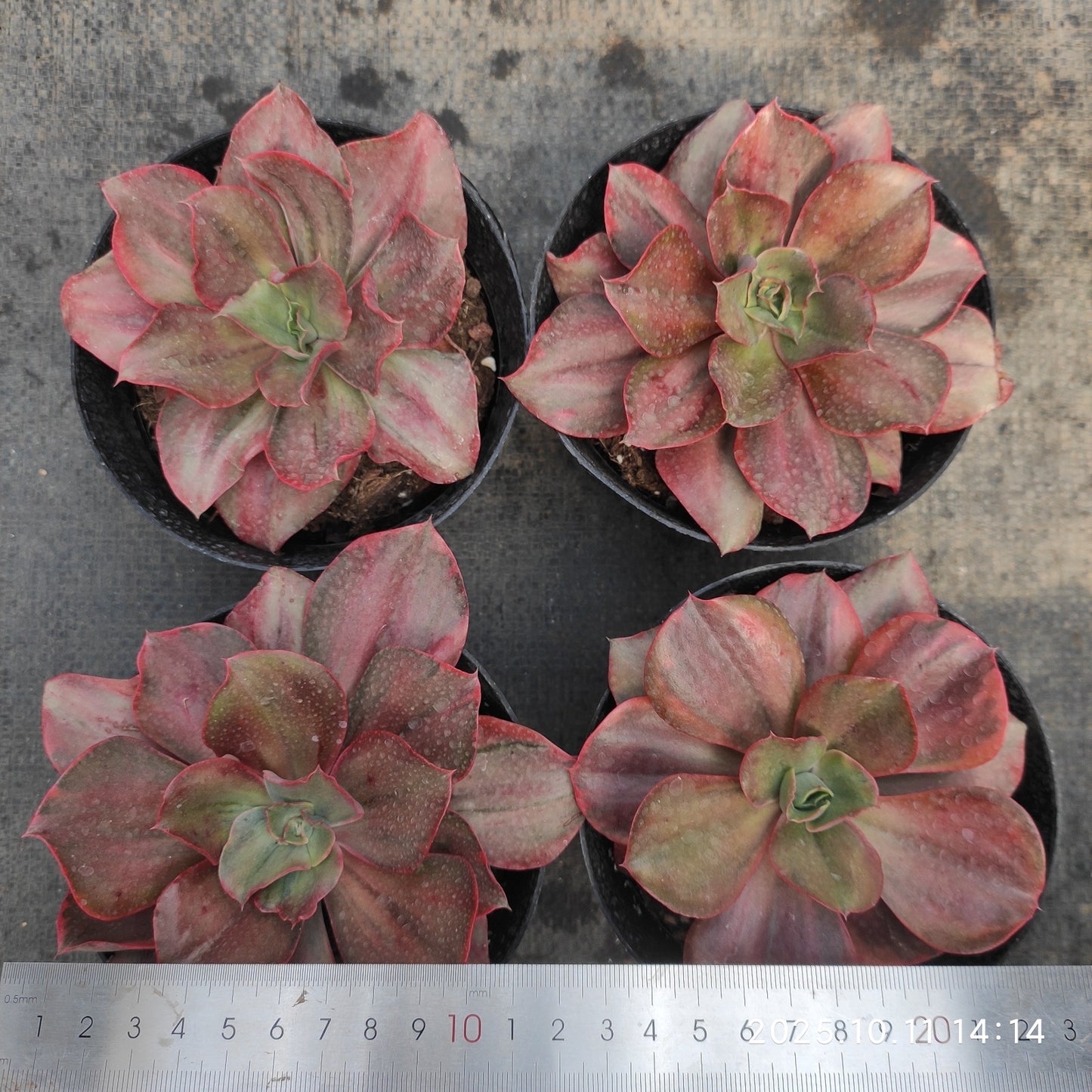 TPKM052 Echeveria cv. Takasagonookina  Variegated(10cm pot size)