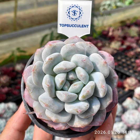 24893 Echeveria Alabris (7cm pot size)