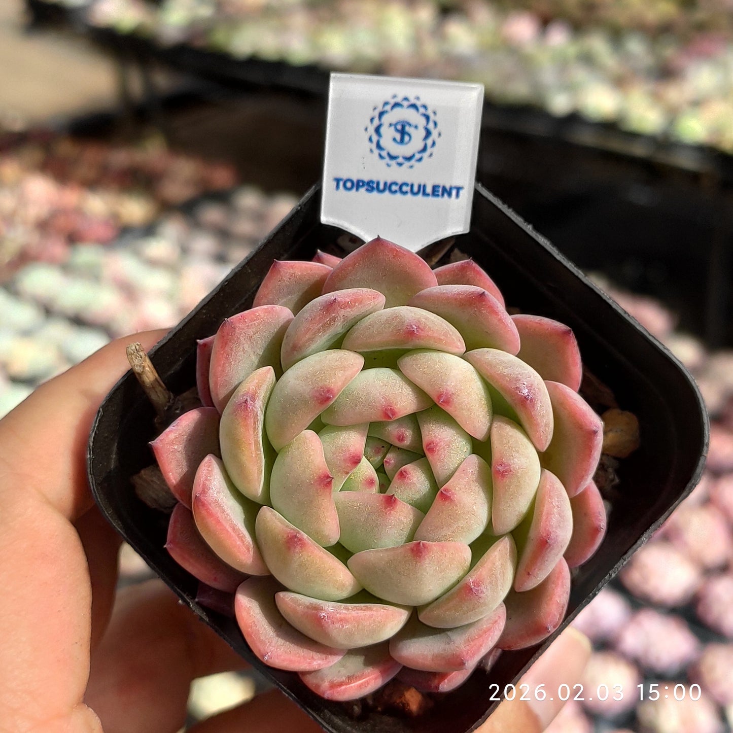 25693 Echeveria Red Champagne (6.5cm pot size)