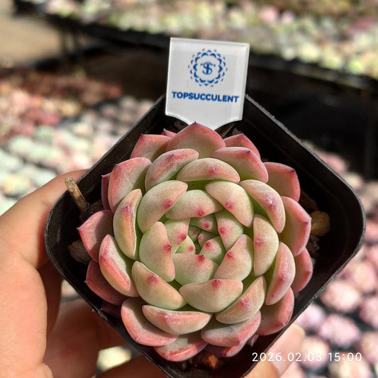 25693 Echeveria Red Champagne (6.5cm pot size)
