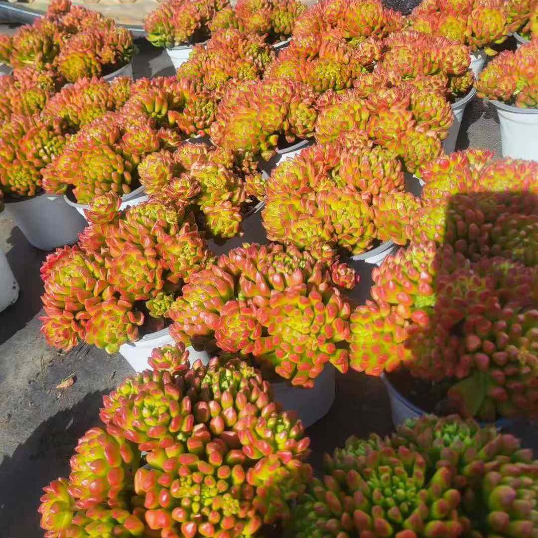 23392 Echeveria Small Lantern (12cm pot size)