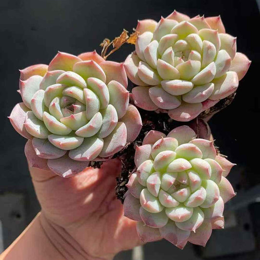 23588 Echeveria Malgan Queen Hyb (3cm pot size)