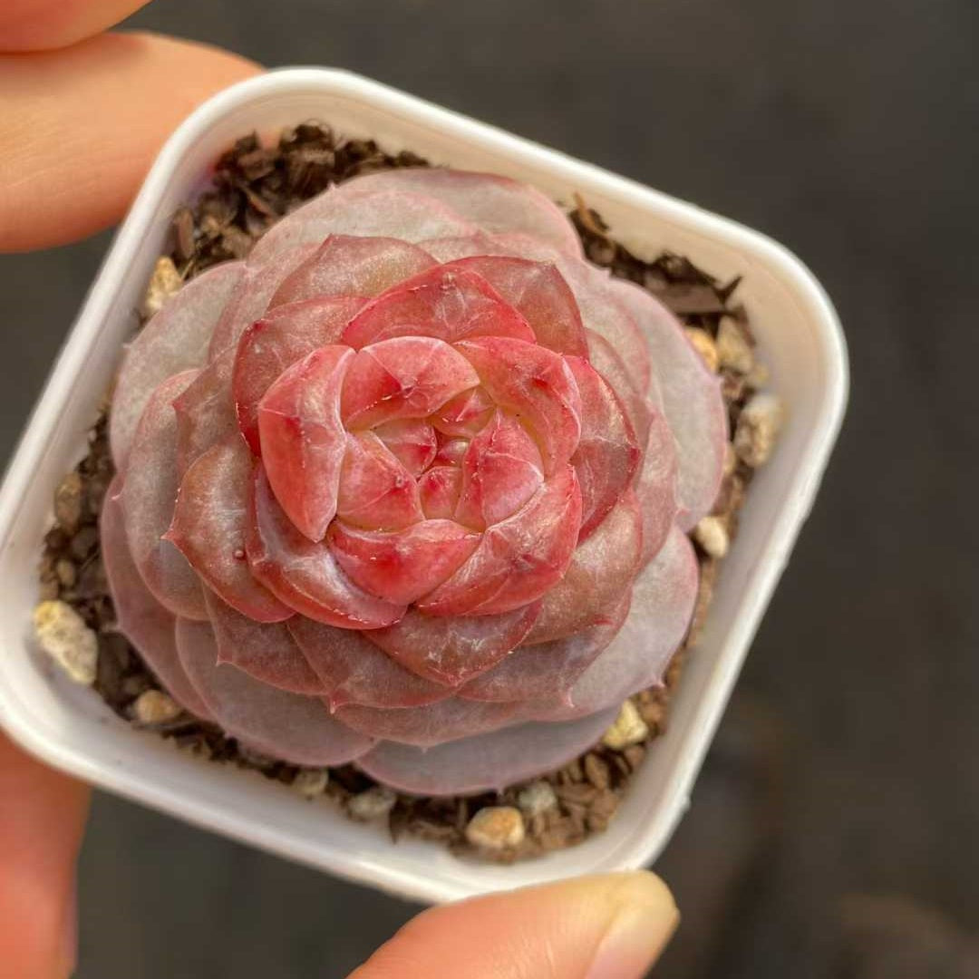 24836 Echeveria Impatiens (5.5cm pot size)