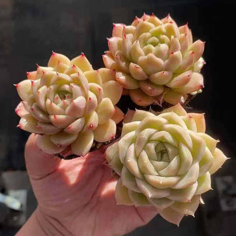25364 Echeveria Heliora (5cm pot size)