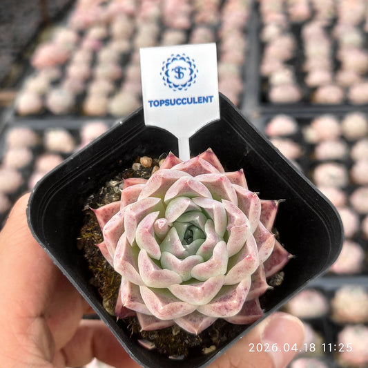 15086 Echeveria Helena (6.5cm pot size)