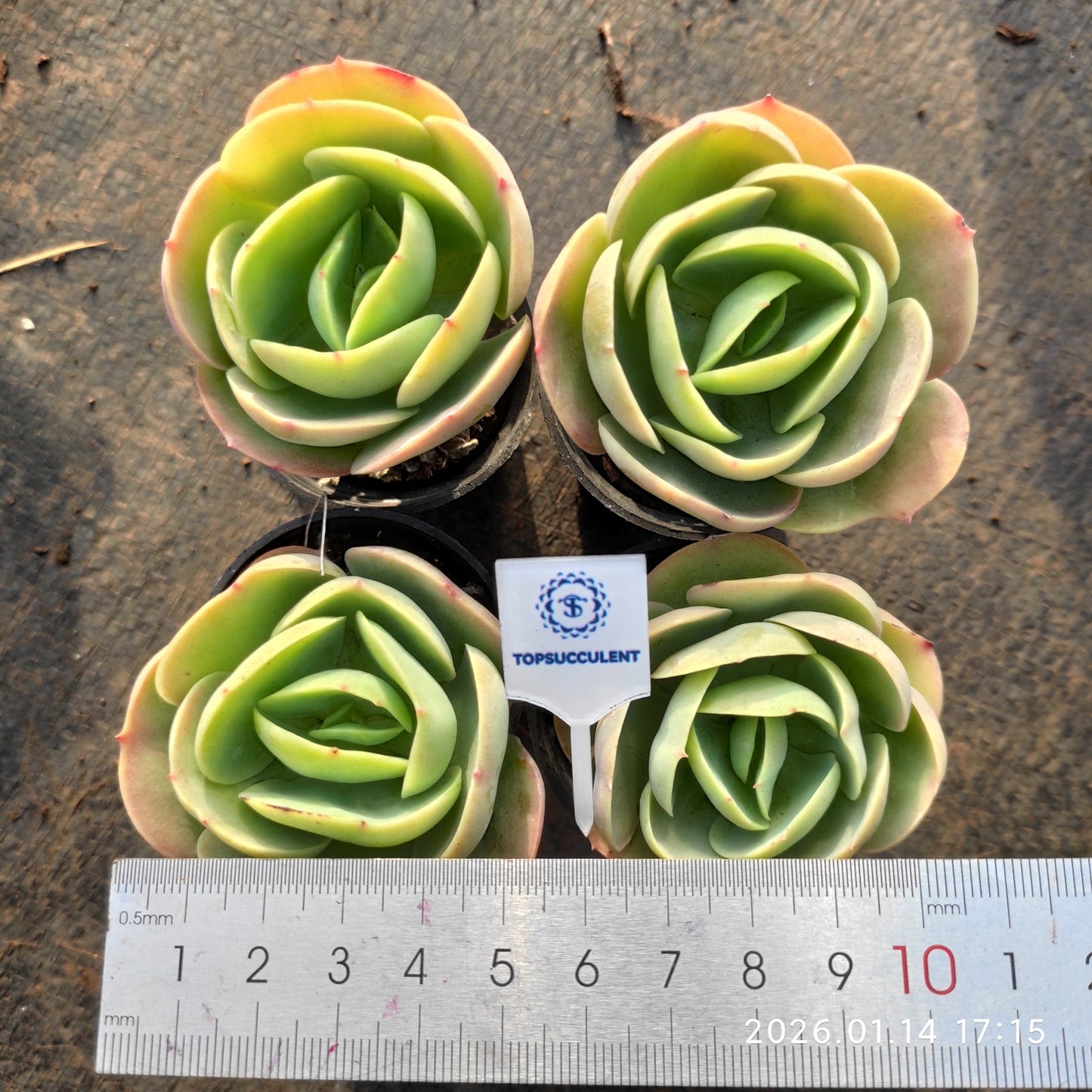 50198 Echeveria Peach Pride (5.5cm pot size)