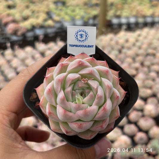25678 Echeveria Queen of Peach (6.5cm pot size)