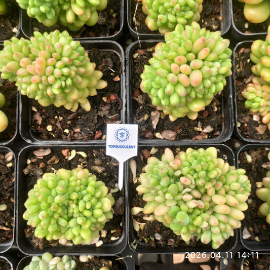 361443 Echeveria Shangri-La Cristata (7cm pot size)