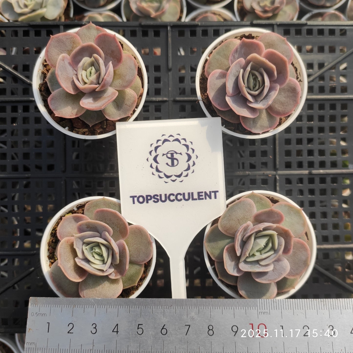 11551 Echeveria Blue Surprise (5.5cm pot size)