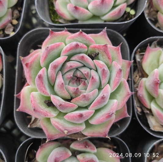 QN427 Echeveria Colorata