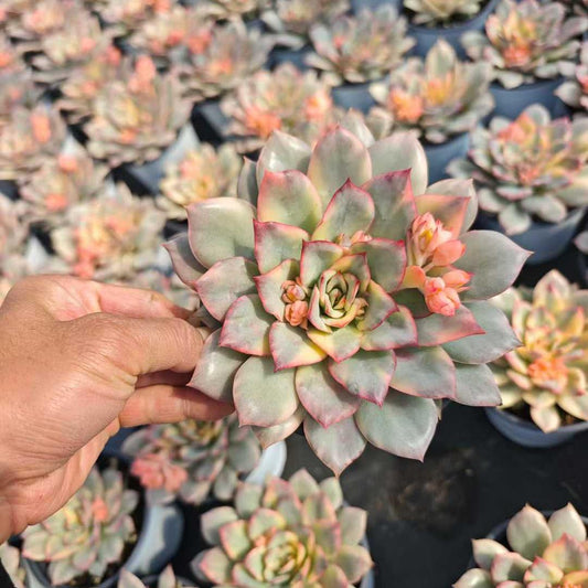 25013 Echeveria Esther Variegated (12cm pot size)