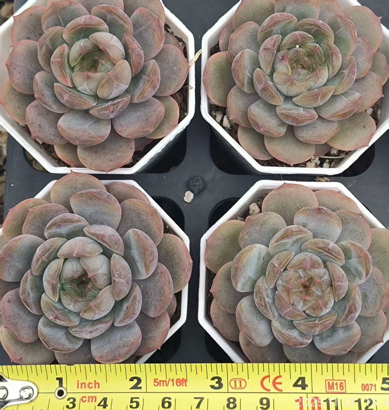 20610 Echeveria Red Lover (6.5cm pot size)