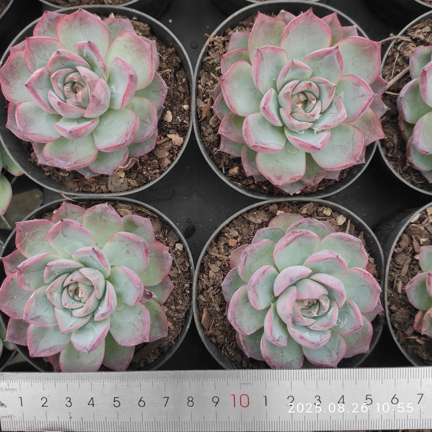 XY057 Echeveria Seaweed(9cm pot size)