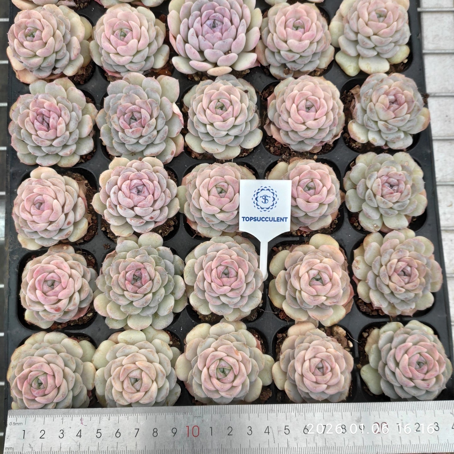 24423 Echeveria Snow Face (5cm pot size)