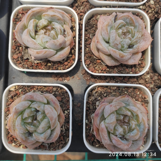 MMY450 Echeveria Caramel Macchiato