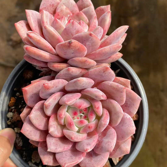 24802 Echeveria Ariel (12.5cm pot size)