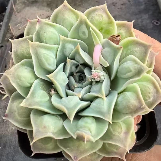 264168 Echeveria Gilo Drops (7cm pot size)