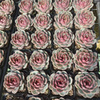 BL1816 Echeveria Black Queen Hyb(6.5cm pot size)