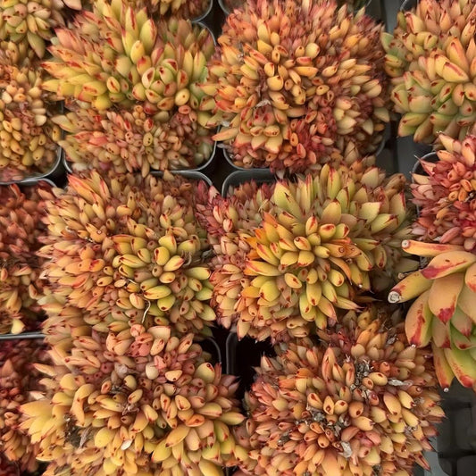 26399 Echeveria Ike Soul Cristata (7cm pot size)