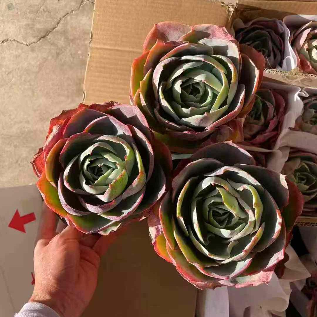 23389 Echeveria Da Vinci (12cm pot size)