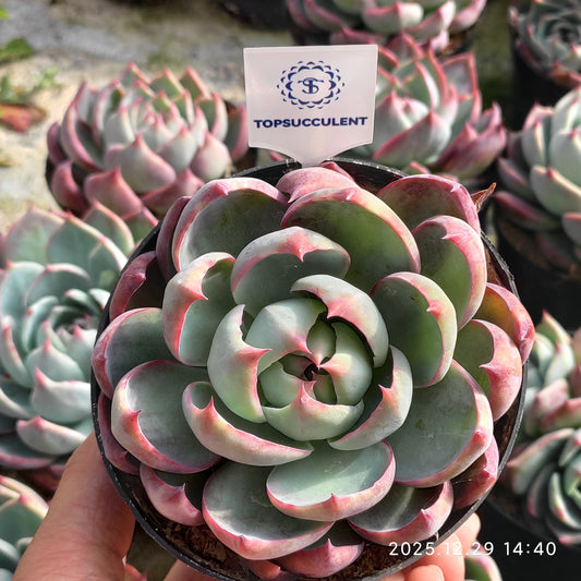 24080 Echeveria Casio (9cm pot size)