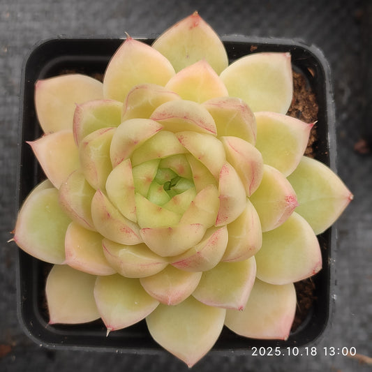 21611 Echeveria Red Queen (7cm pot size)