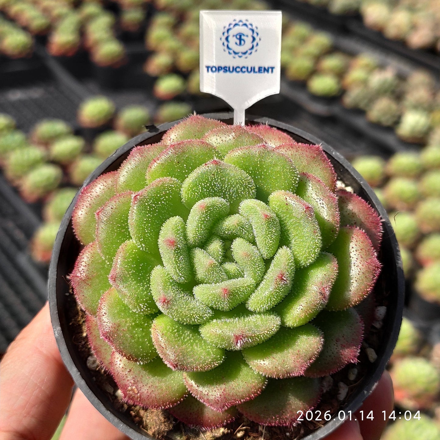 24722 Echeveria Carol (9cm pot size)