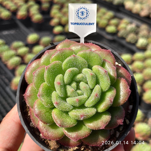 24722 Echeveria Carol (9cm pot size)