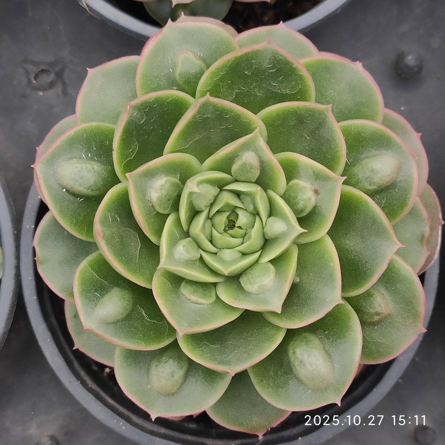 21192 Echeveria Longissima Drops (9cm pot size)