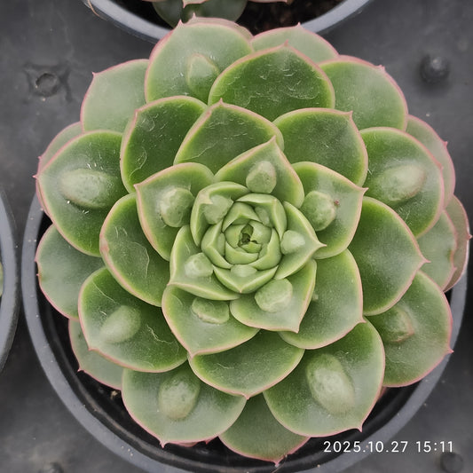 21192 Echeveria Longissima Drops (9cm pot size)