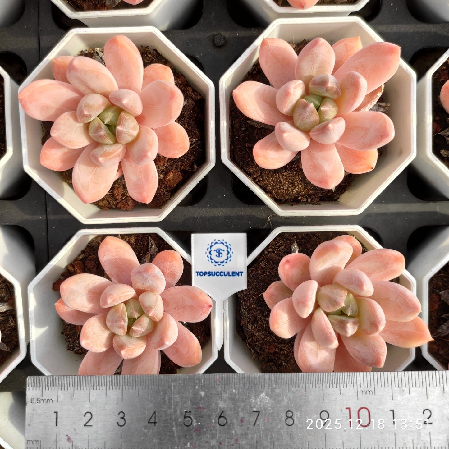 23864 Echeveria Fantasy Hyb (7cm pot size)